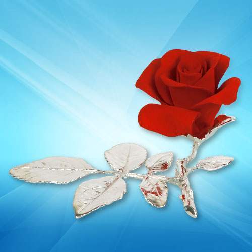 Роза "Очарование"