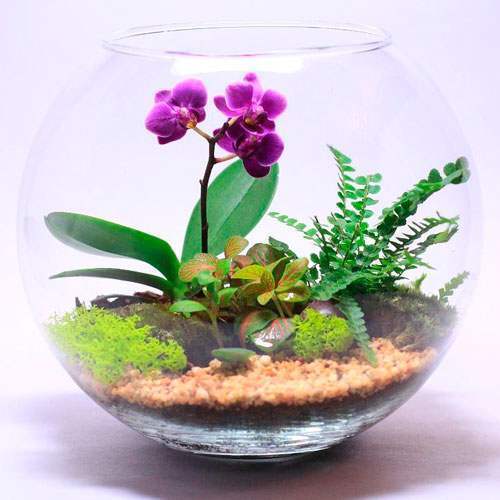 Биосфера "Сад орхидей"